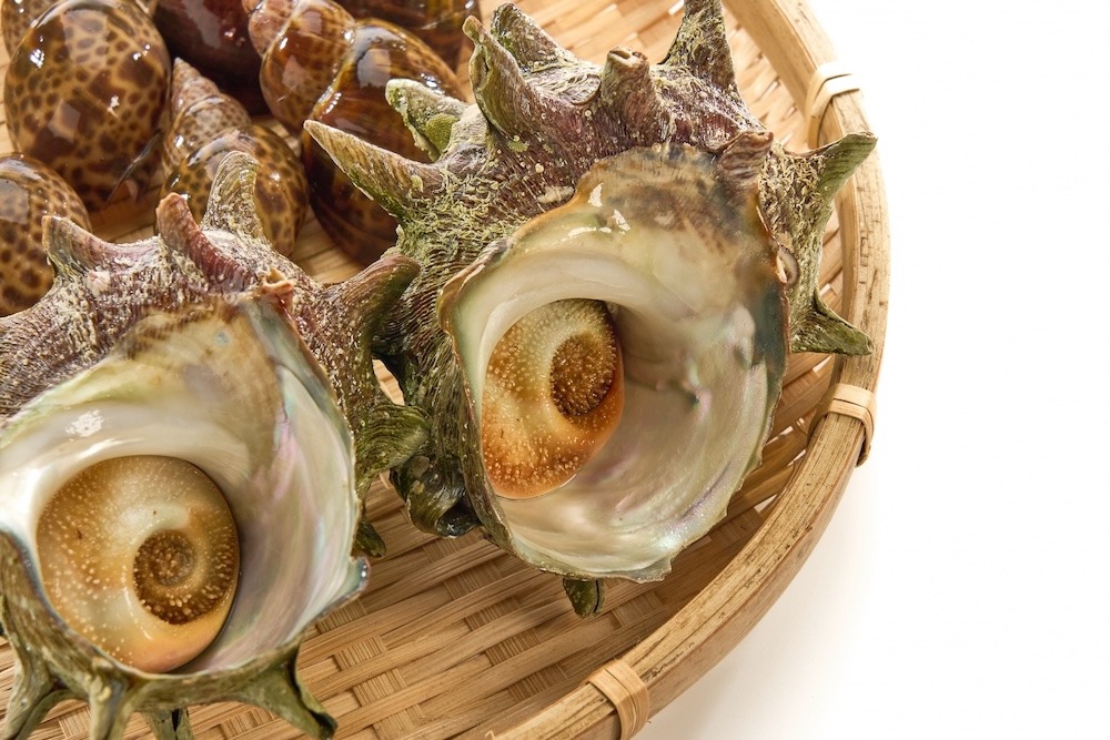サザエ|夏の磯料理を代表する味覚