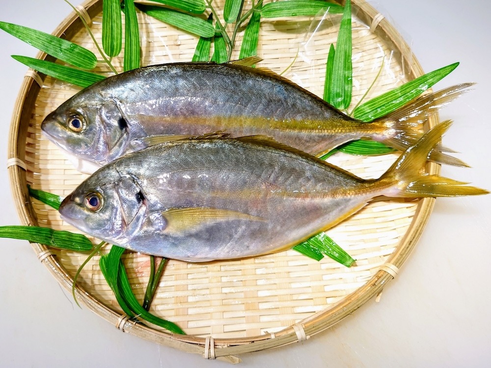 シマアジ|上品な脂が魅力の高級魚