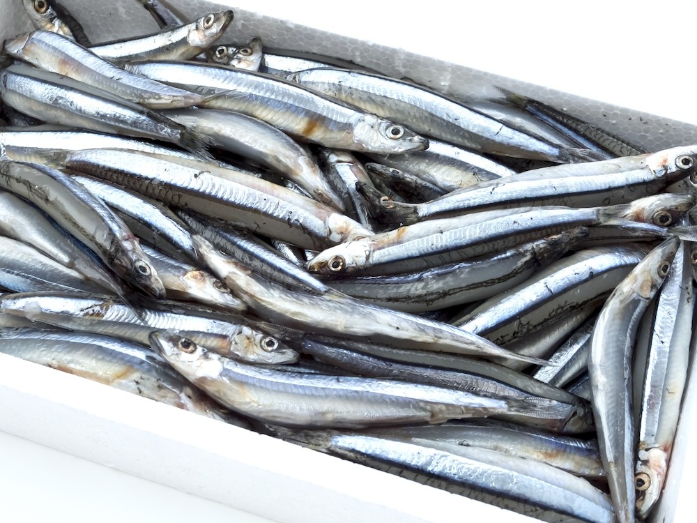 キビナゴ|産地で楽しみたい夏の小魚