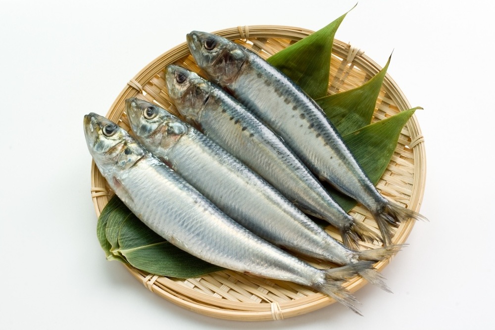 イワシ|夏は脂ののった味わいを楽しみたい