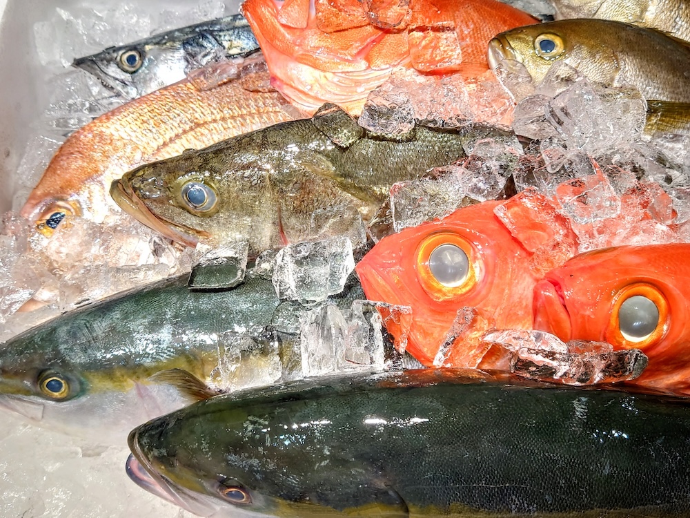 【現役漁師が語る】夏が旬の魚はなぜうまい？「本当に食べごろ」な魚たち