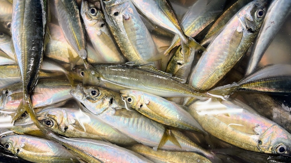 まずは「釣ってみたい魚」を決めてみよう