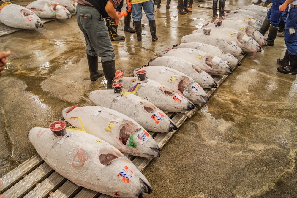 マグロって全部で何種類あるの?