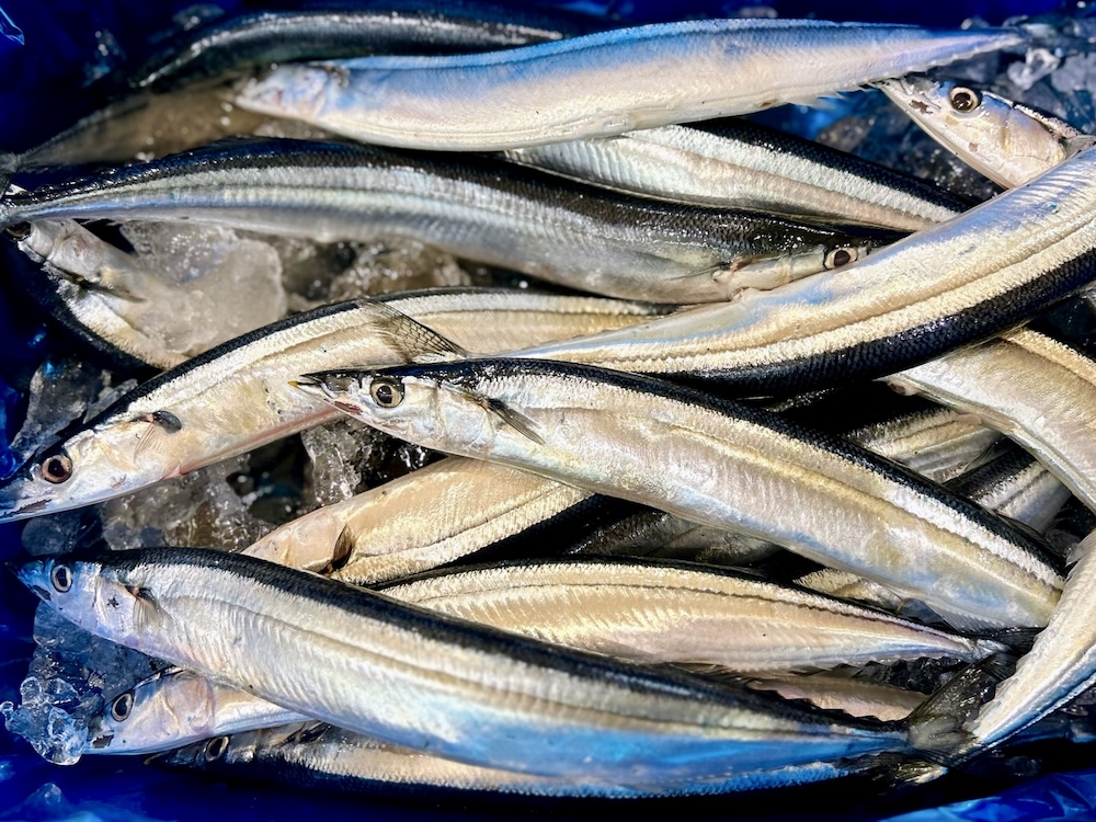 サンマ|やっぱり秋の定番!脂のり最高