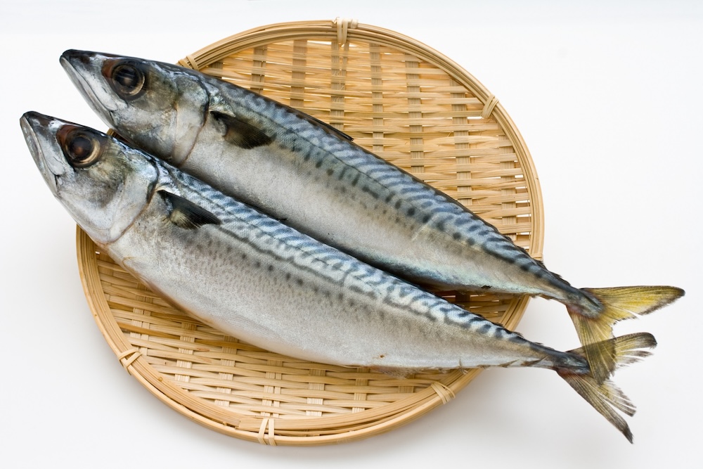 サバ|「秋サバは嫁に食わすな」って本当?