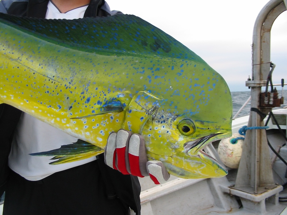 九州・四国なら「シイラ」がおすすめ!秋まで楽しめる南の旬魚