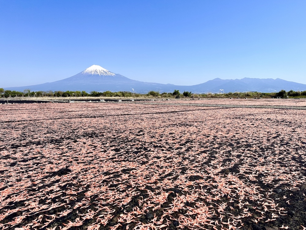 干しサクラエビと富士山