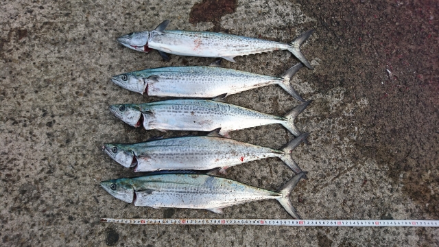 サゴシってどんな魚？釣り方・おすすめレシピ・旬の時期まで徹底解説