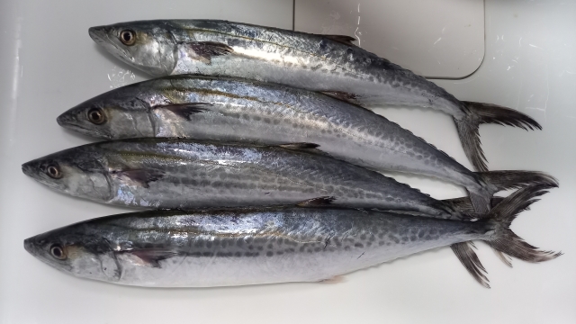 まとめ:サゴシは釣って楽しい、食べておいしい万能魚