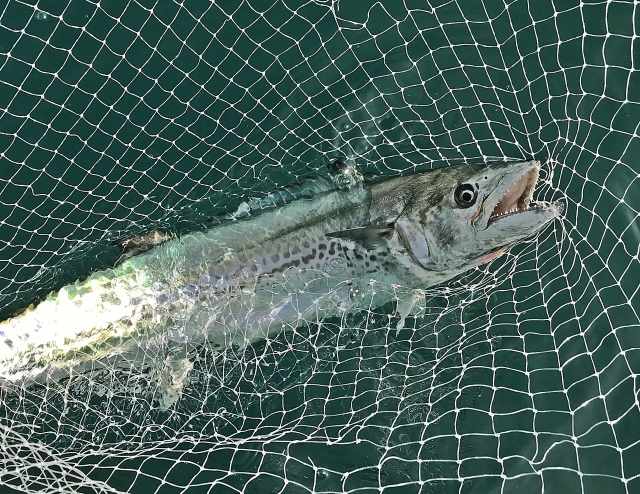 サゴシの釣り方