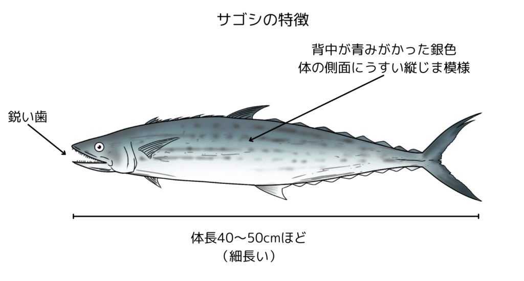 サゴシの大きさ・見た目・味の特徴
