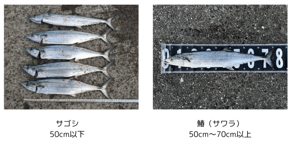 サゴシとサワラの違い