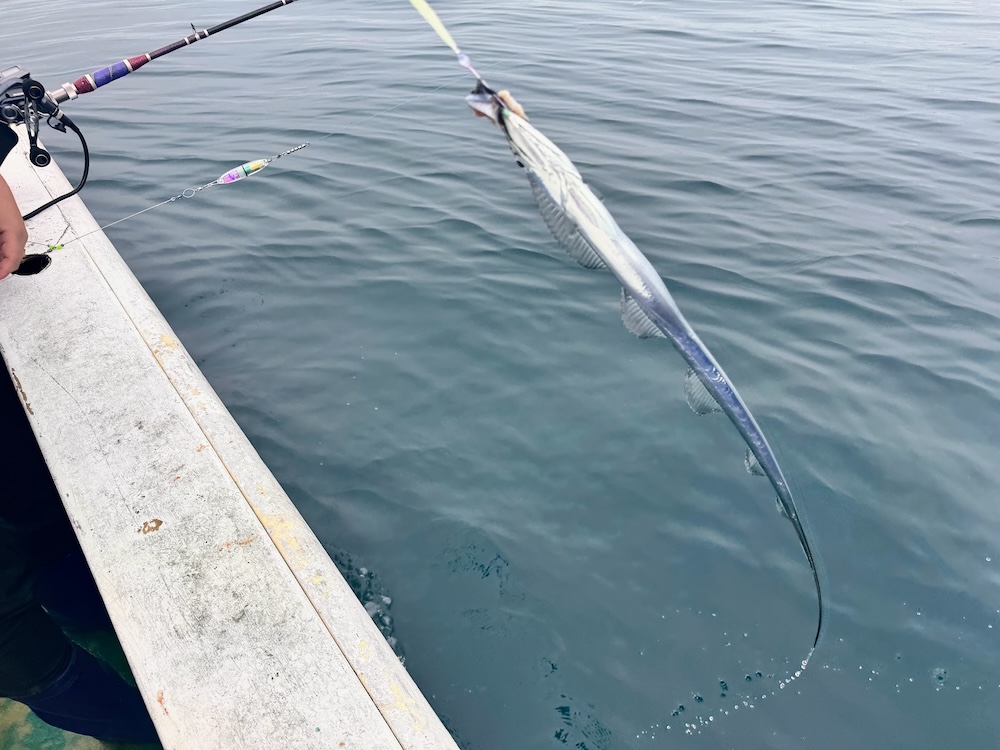 太刀魚天秤釣り