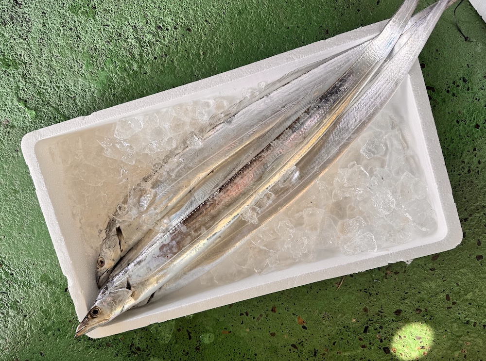 釣り太刀魚