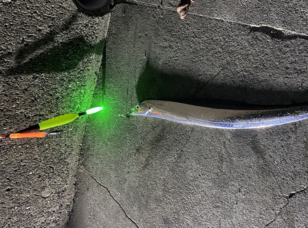 太刀魚ウキ釣り