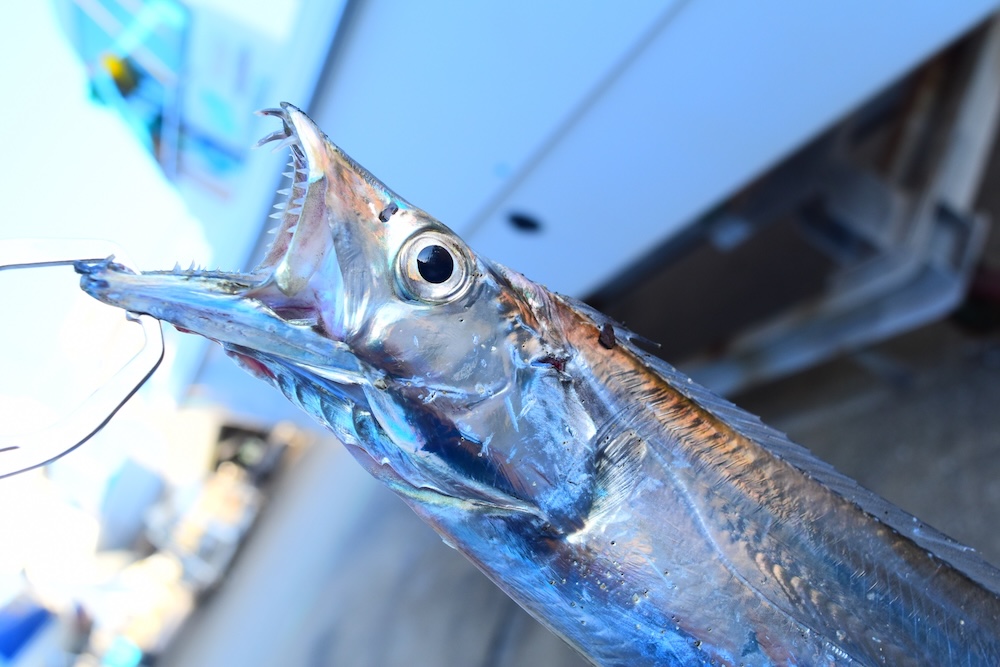 見た目は細長くてギラギラ!太刀魚の特徴