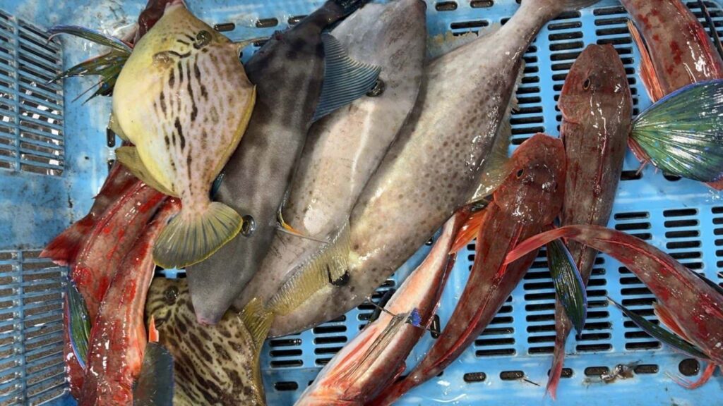 なぜマズメ時に魚が釣れやすいのか?その理由