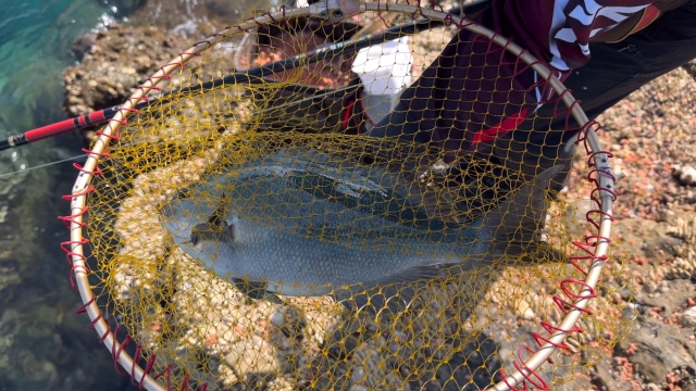 朝マズメと夕マズメはどちらが釣れる?違いと特徴を比較