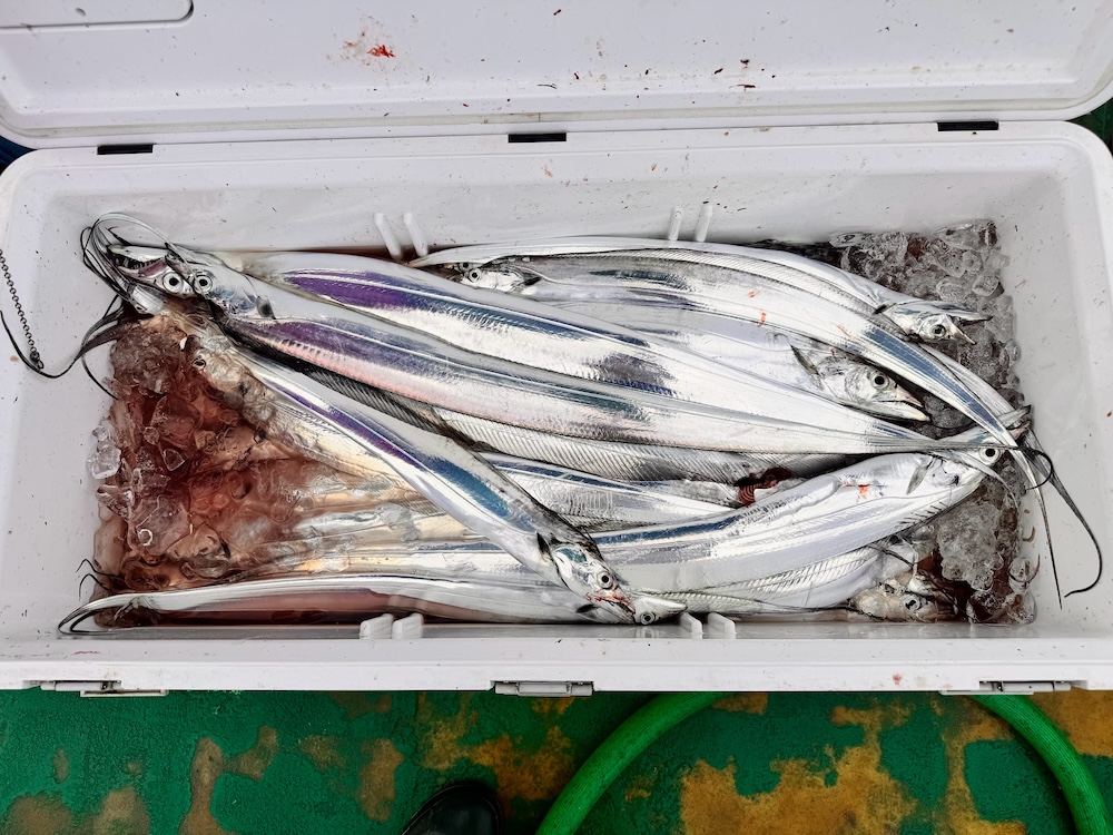 自分に合った仕掛けを見つけて、太刀魚釣りを始めよう!