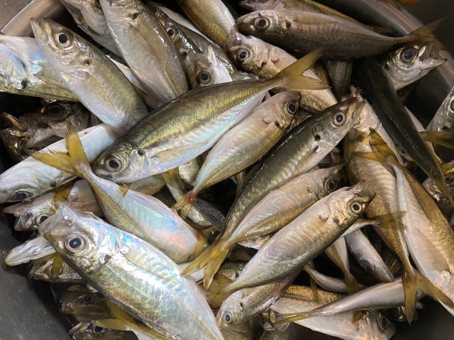 夕マズメに向いている魚
