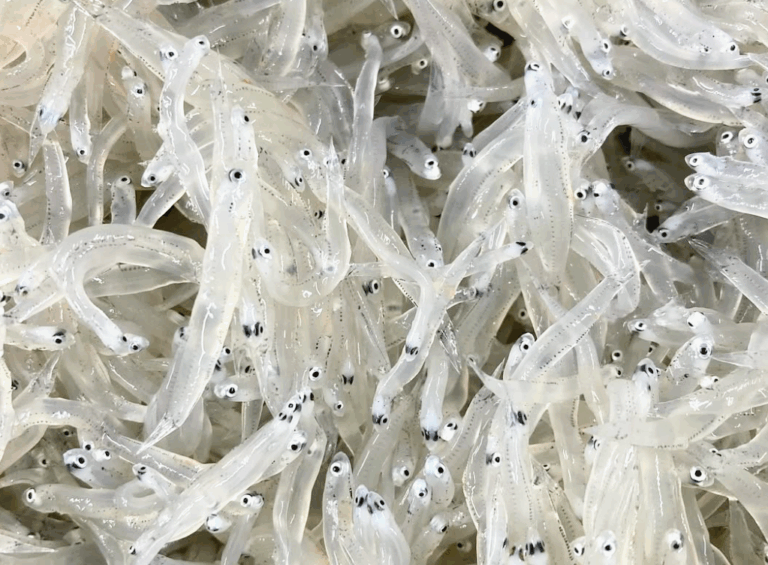 しらすは何の魚?種類・違い・旬・栄養・おいしい食べ方を紹介 | 海と乾杯
