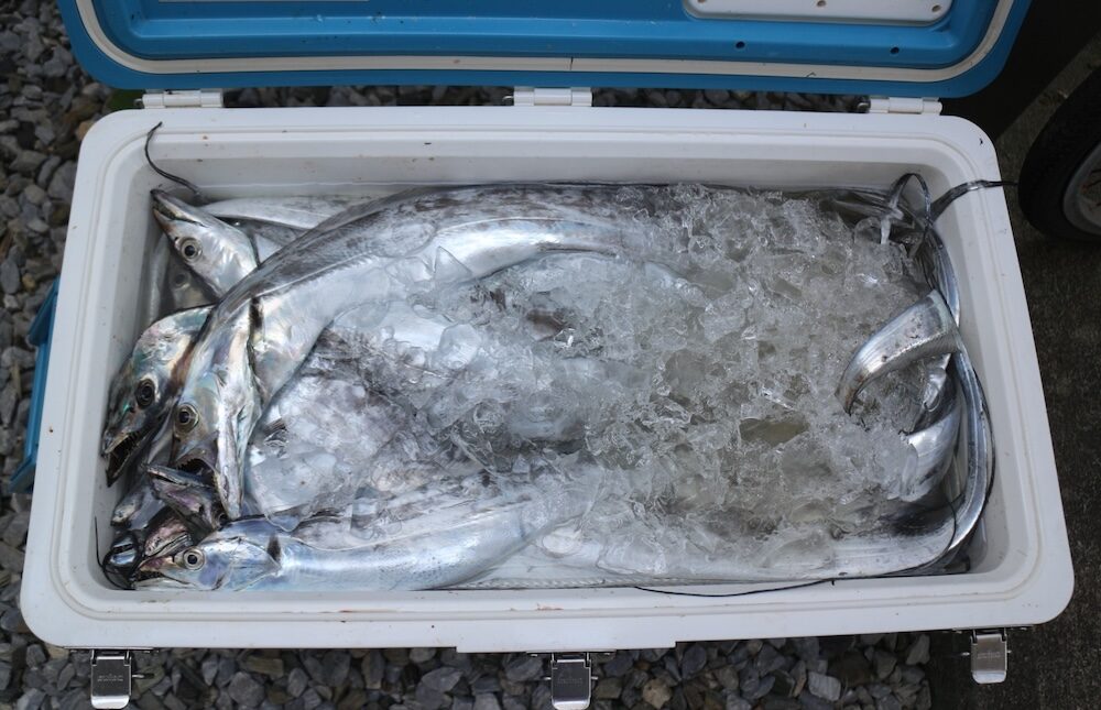 夜行性の魚は警戒心が薄くチャンスが広がる