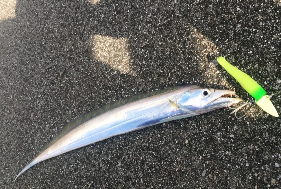 まとめ｜太刀魚釣りは“時期と時間”を知ればグッと楽しくなる！