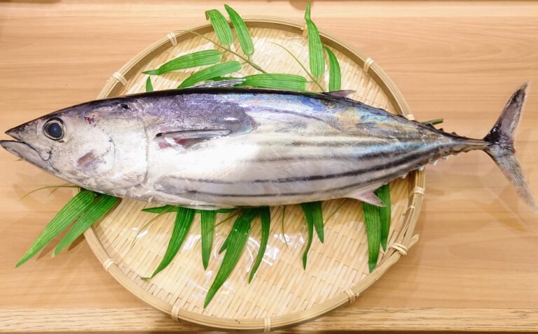 戻り鰹とは?旬の時期・初鰹との違い・おいしい鰹の見分け方を解説 | 海と乾杯