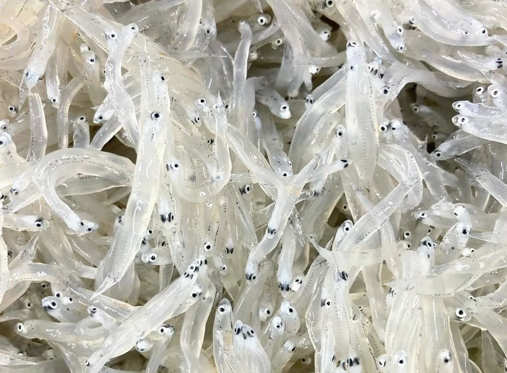 これが本物の生しらす？プリッと、透き通るような口どけ