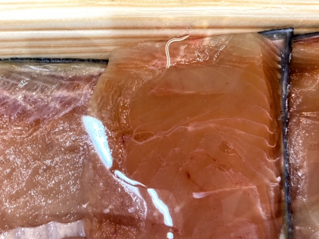 アニサキスとは？症状・予防・治療・見つけ方まで徹底解説