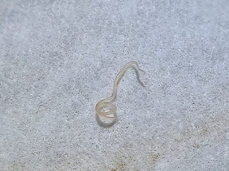 アニサキスとは