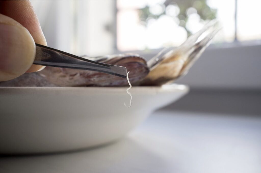 アニサキスの見つけ方・対策