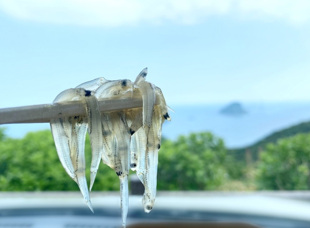 生しらすの基本の食べ方