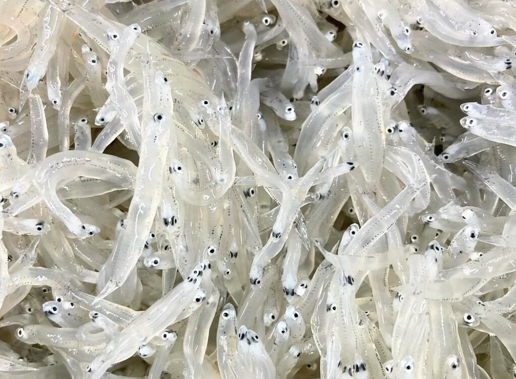 生しらすが食べられる貴重な地域