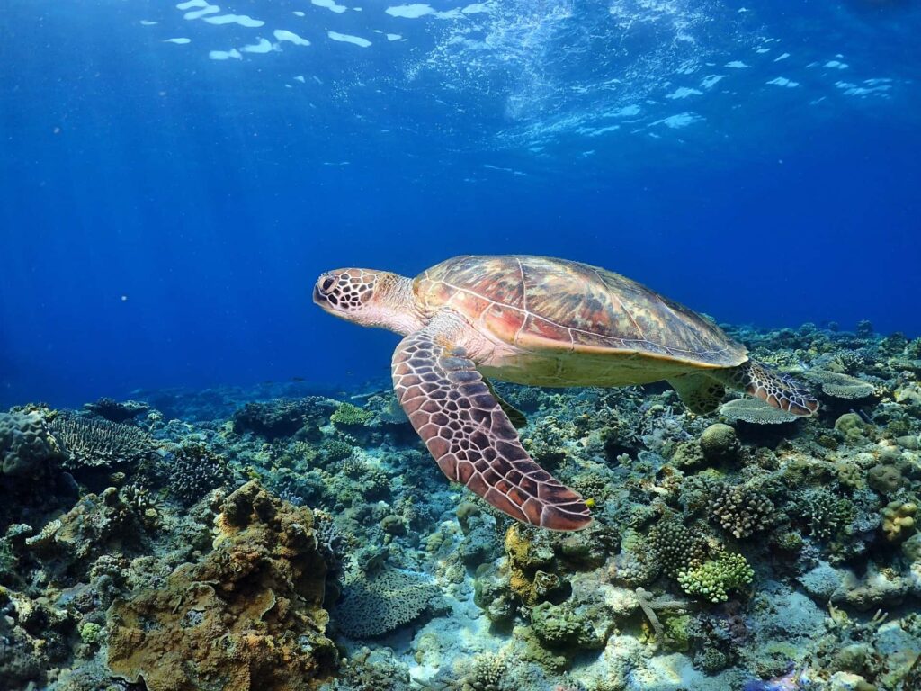 まとめ：知るともっと海が好きになる！