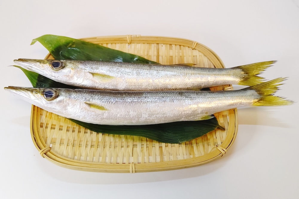 【保存版】カマスの基礎知識｜旬・種類・食べ方・釣り方まで