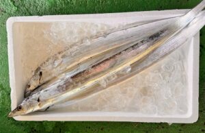 太刀魚を知り尽くす｜旬・栄養・レシピ・釣りまで丸ごと1本完全ガイド