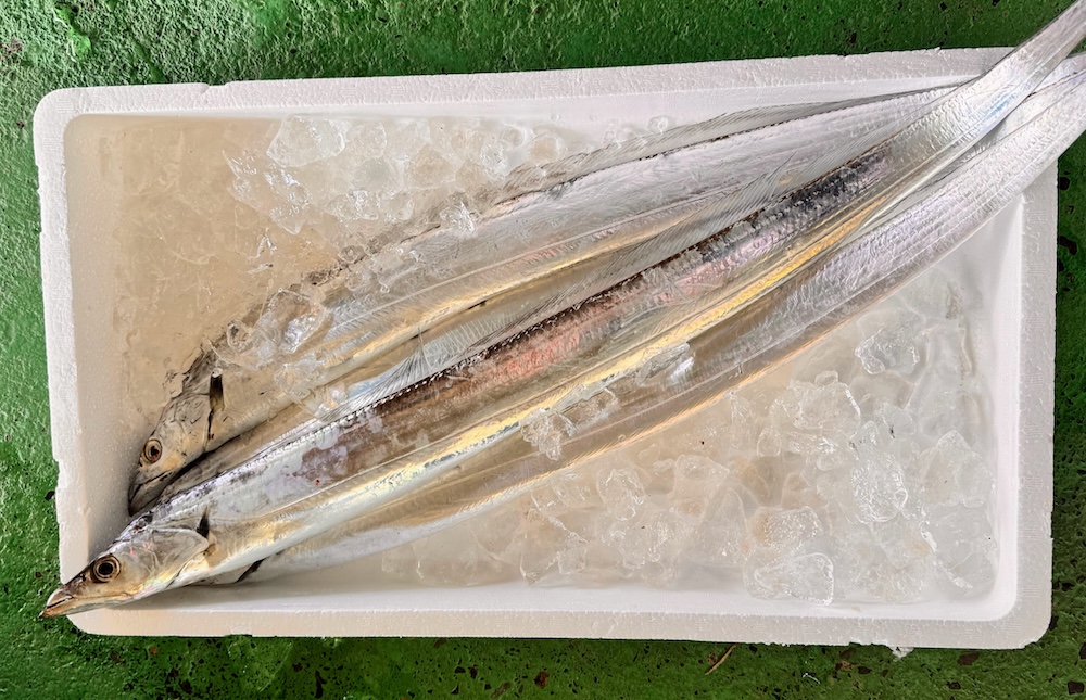 太刀魚を知り尽くす｜旬・栄養・レシピ・釣りまで丸ごと1本完全ガイド
