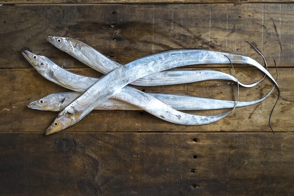 思ったより簡単!? 太刀魚の捌き方ガイド