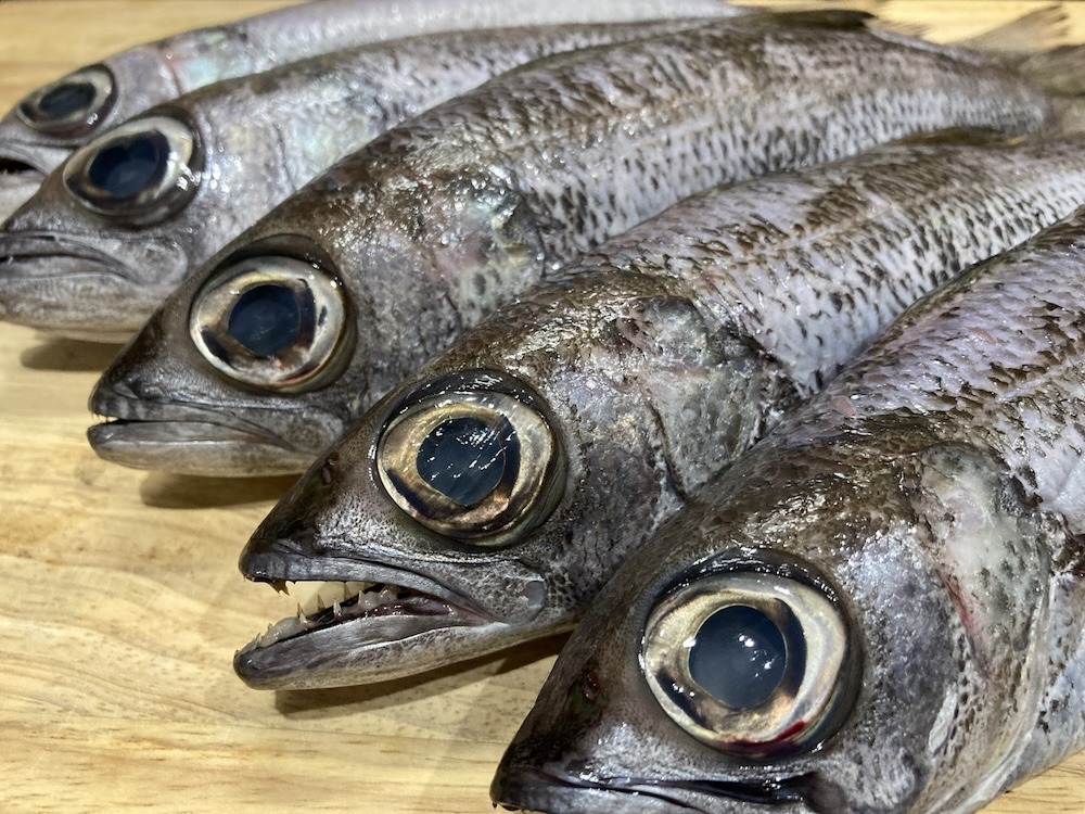 クロムツ|脂のりを楽しみたい冬の深海魚