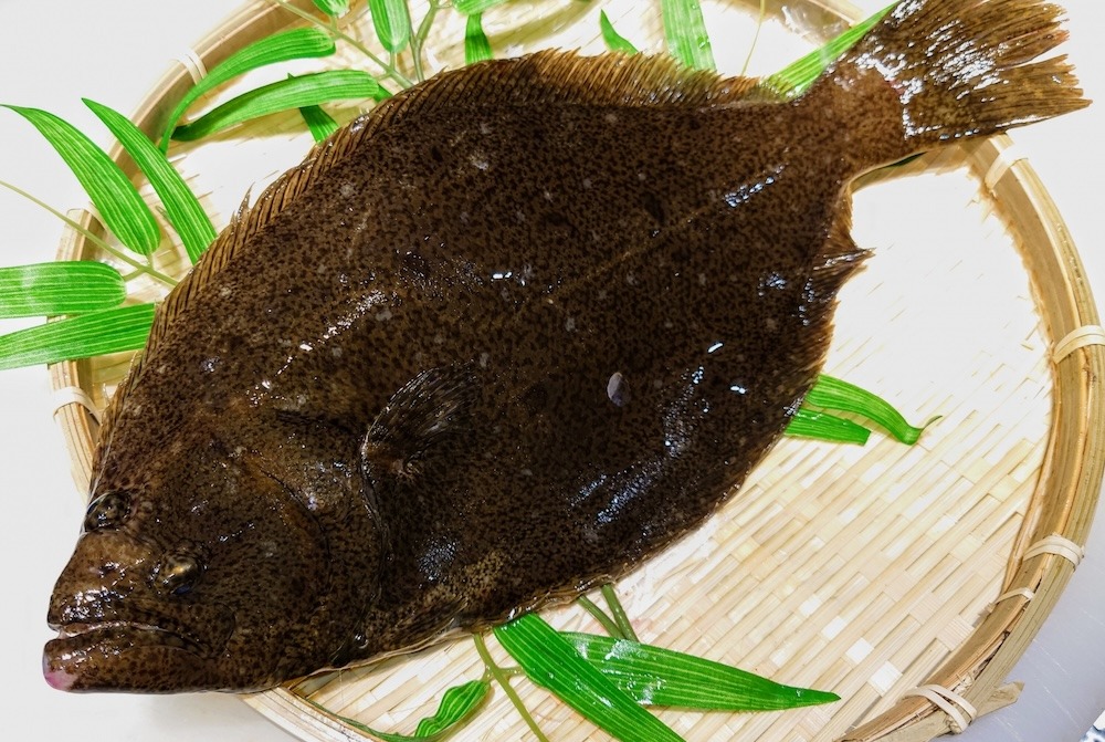 ヒラメ|「寒ビラメ」は刺身で味わいたい
