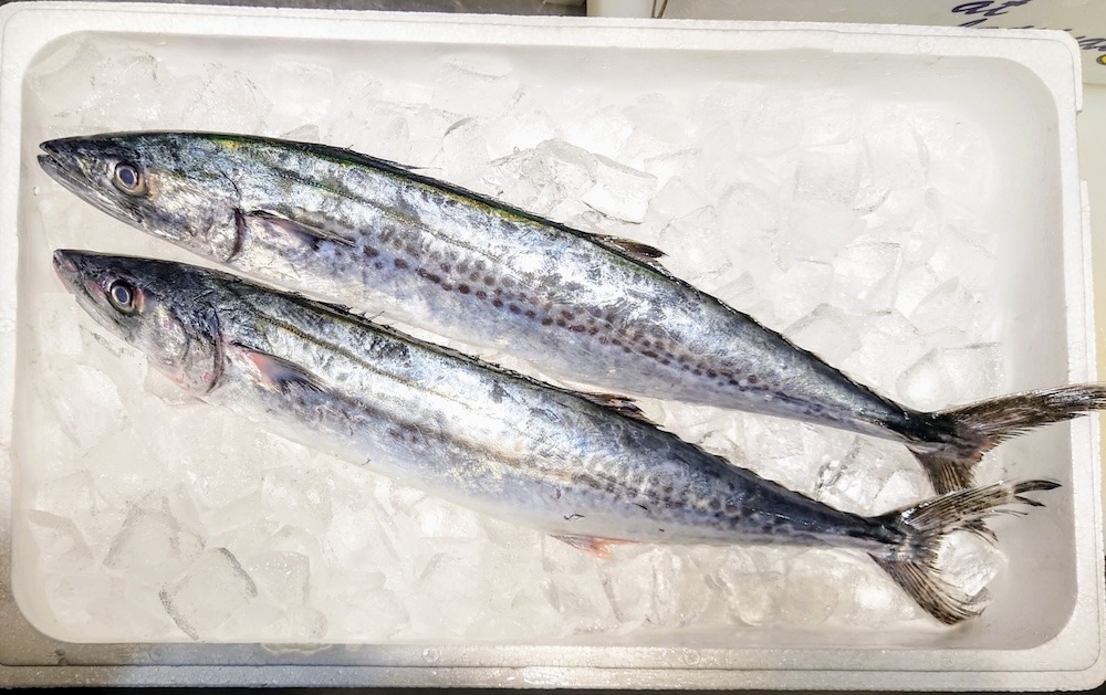 サワラ｜「魚へんに春」の代表格