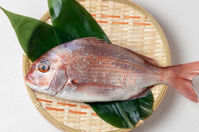 マダイ｜春は「桜鯛」と呼ばれる華やかな魚
