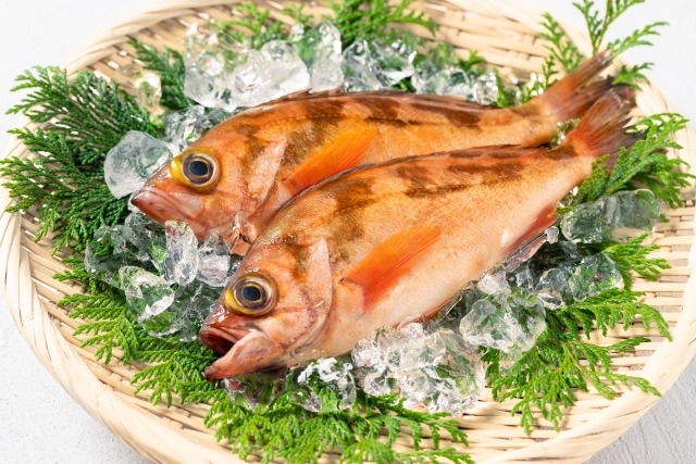 メバル｜春を知らせる「春告魚」