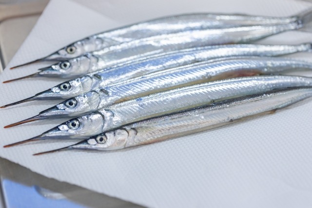 サヨリ｜春らしい上品な味わいの魚
