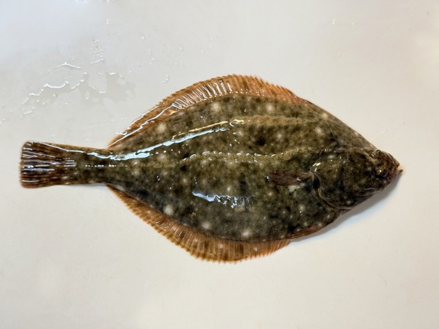 カレイ｜春に旬を迎える種類もある白身魚