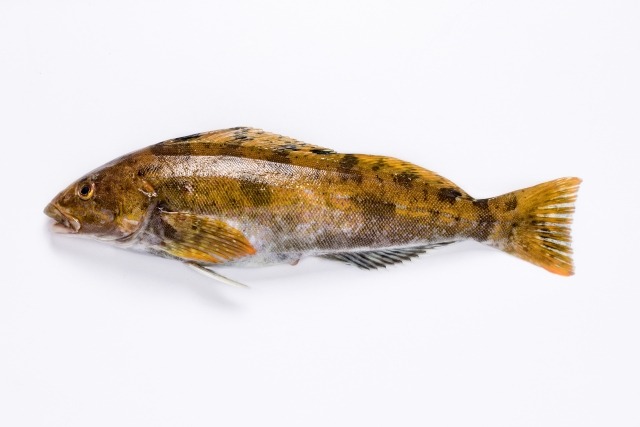アイナメ｜地味な見た目の高級魚