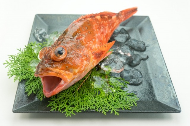 カサゴ｜煮付けで楽しみたい旨みの強い魚