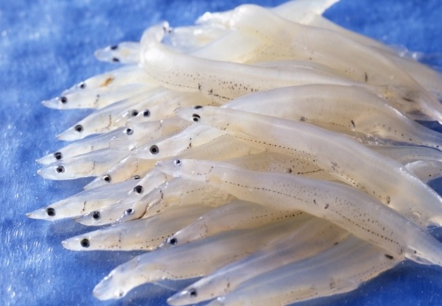 シラウオ｜春ならではの繊細な味を楽しむ小魚