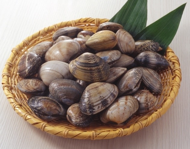 アサリ｜春は身がふっくらする季節